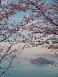【香川】世界の訪れるべき52ヶ所にも選ばれた！四国を代表する絶景桜スポット！