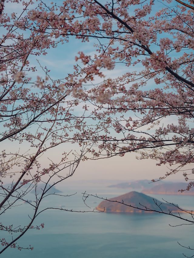 【香川】世界の訪れるべき52ヶ所にも選ばれた！四国を代表する絶景桜スポット！