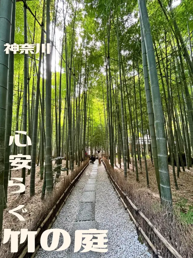 【神奈川】京都じゃないよ！心安らぐ竹の庭🎋