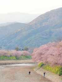 静岡　河津町の河津桜　『MAP付き　』