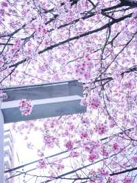 【東京】ミモザと桜のコラボがすごい！蔵前神社