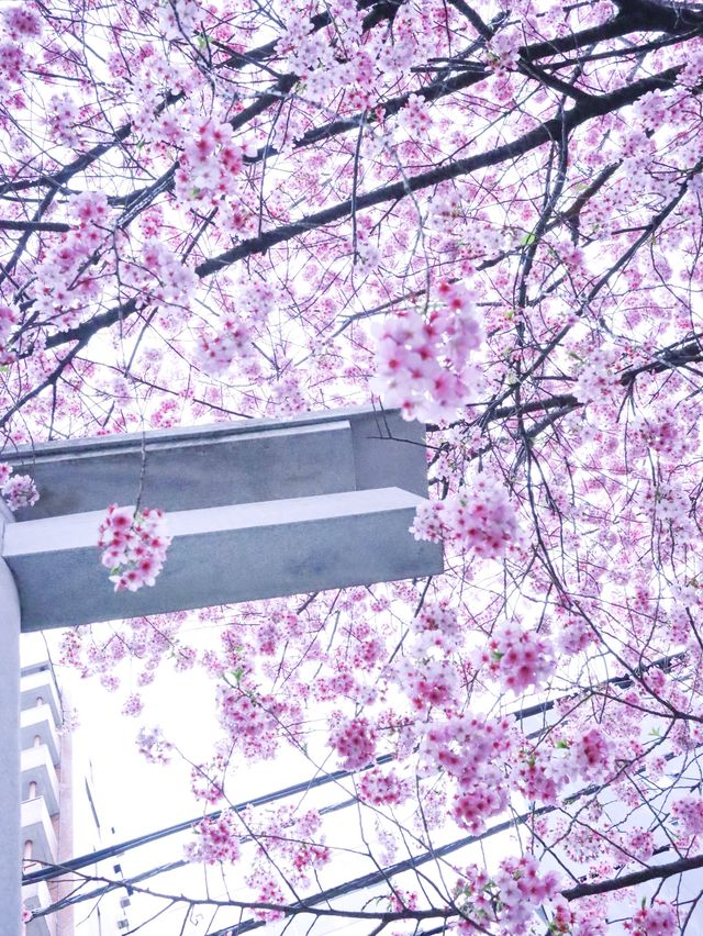 【東京】ミモザと桜のコラボがすごい！蔵前神社