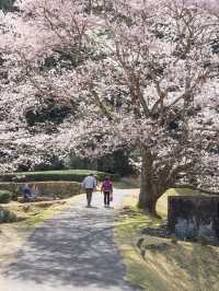  三重県で見れる早咲きの桜スポット2選！🌸
