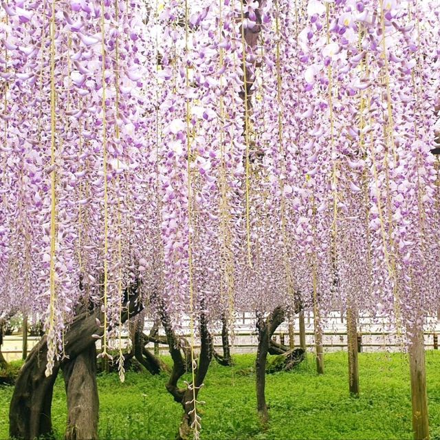 등나무꽃이 예술인 일본 우지시 평등원과 교토 금각사