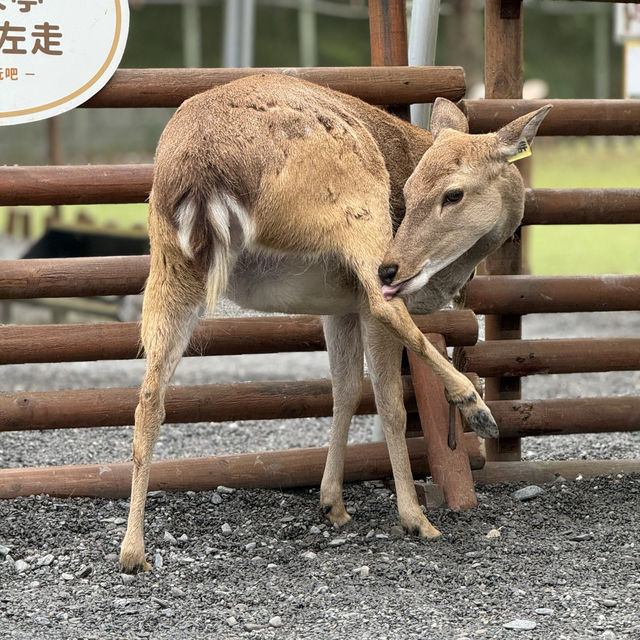 「斑比山丘」觀光農場：$200門票，感受自然和平共處。適合平日遊玩