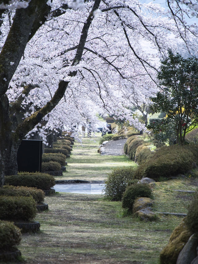 無料で楽しめる😍高台から見下ろす圧巻の桜並木🌸