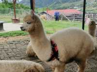 #WinHKFlight Kundasang Alpaca Club