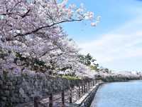 大阪南區岸和田城櫻花祭