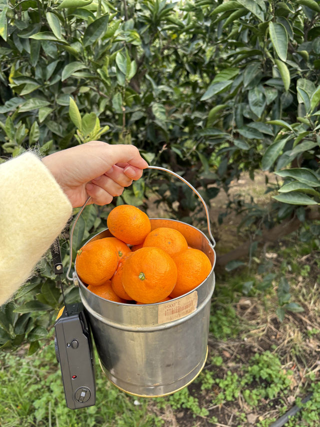 제주도 귤따기 체험과 동물들 먹이주기 체험이 동시에 가능한 곳🍊