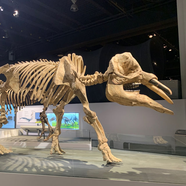 【アルバータ】ドラムヘラー！恐竜好きにおすすめ🦕