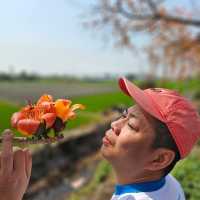 埤頭木棉花的美快來看看