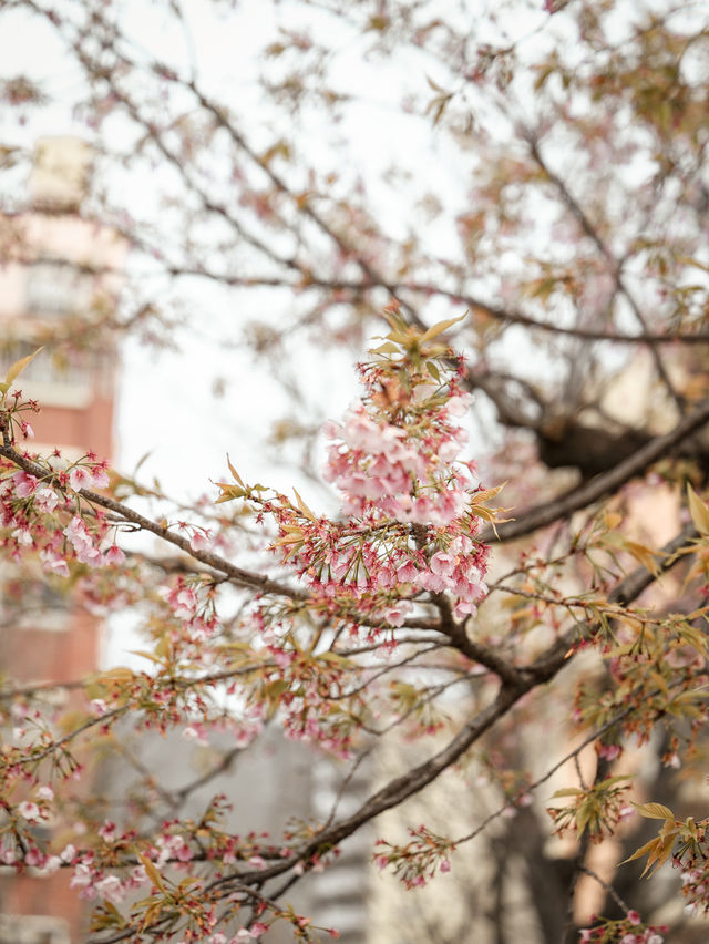 東京｜櫻花之旅 隅田公園美到窒息🌸