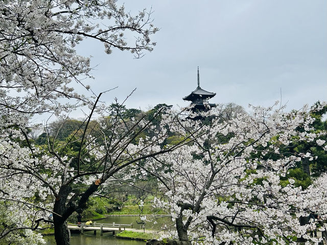 🌸Blooming season in Sankei Garden