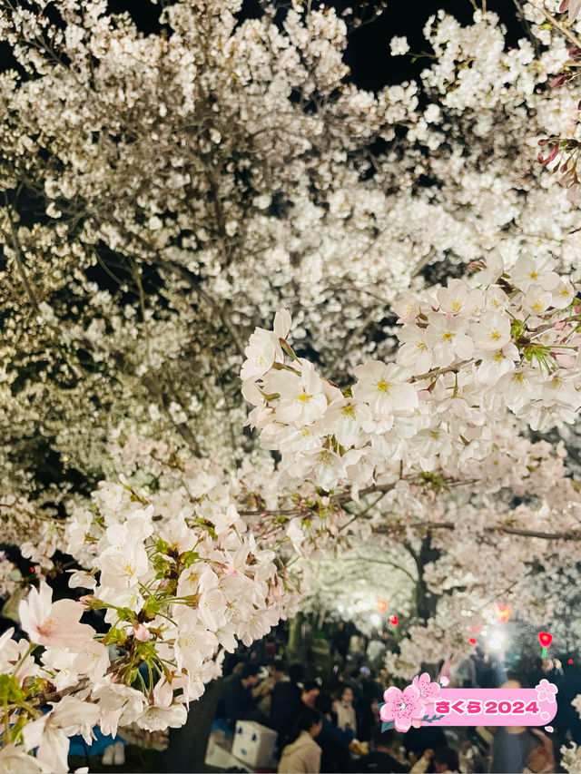 【大阪府】夜桜が美しい大阪城西の丸庭園