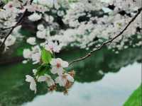 【東京】🌸千鳥淵櫻花🌸盛開，限時春季體驗