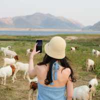 มาใจฟู ดูแพะ ที่เขื่อนปราณบุรีกัน Go Go!! 🌴🐐🫶🏻