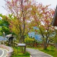 Blossoms dance in the gentle breeze🌸🇹🇼🌸