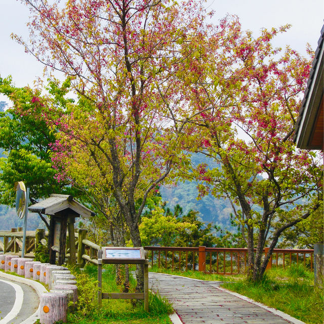 Blossoms dance in the gentle breeze🌸🇹🇼🌸