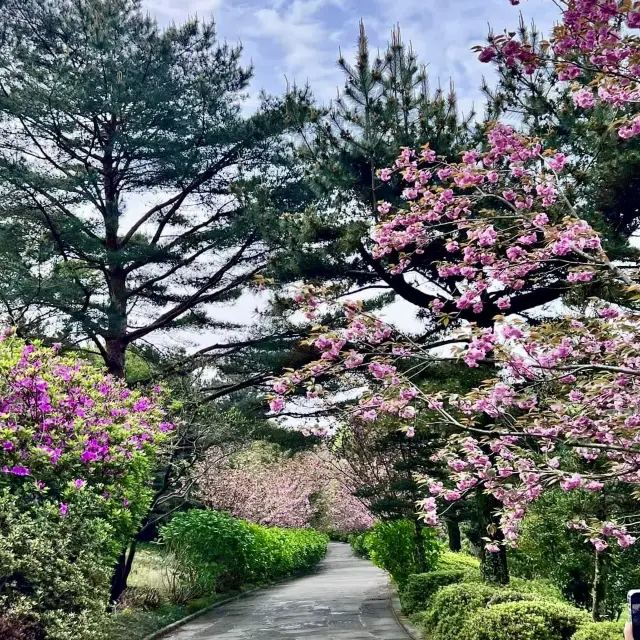 濟州島上令人驚嘆的櫻花