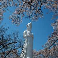 ทีมซากุระสงกรานต์ที่ภูมิภาค Tohoku (Funaoka)
