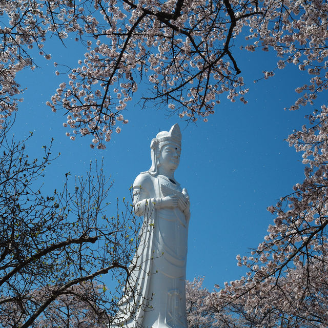 ทีมซากุระสงกรานต์ที่ภูมิภาค Tohoku (Funaoka)