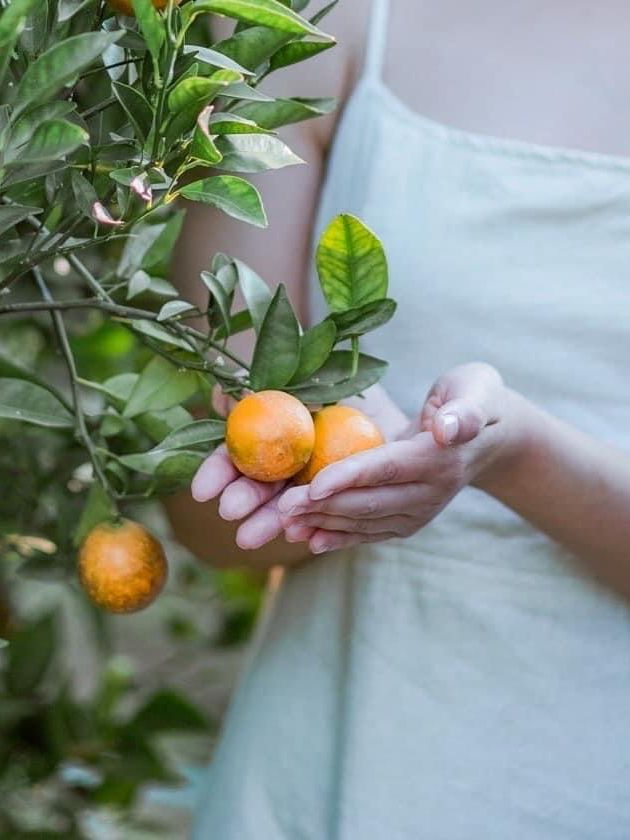 JINJU the orange farm 