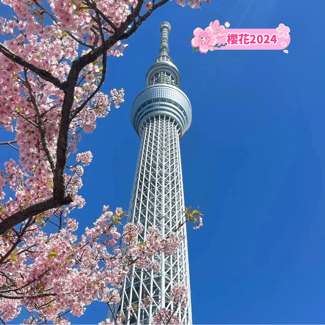 晴空塔下絢爛的櫻花-獨特的都會美景