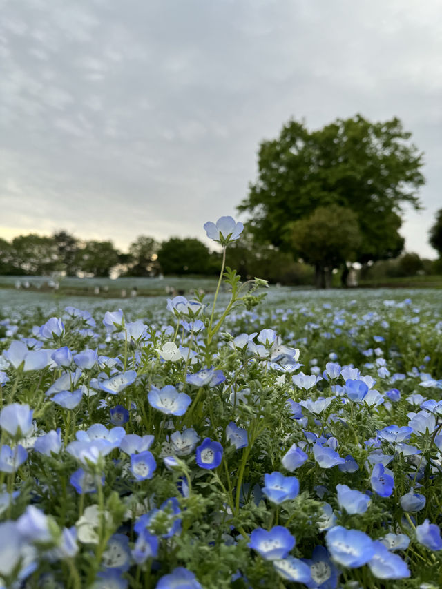 昭和記念公園　夕暮れのネモフィラとブーケガーデン