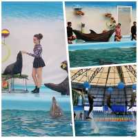 【泰國】Dolphins Bay Phuket：海豚海獅表演，2024潑水節優惠