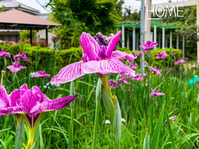 เทศกาลชมดอกไม้เมืองชิริว(花じょうぶまつり)💐🪻