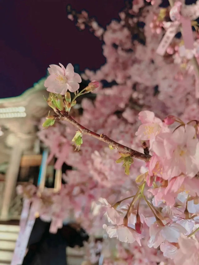 【東京】混雑回避!!ライトアップな河津桜を見に行こう🌸