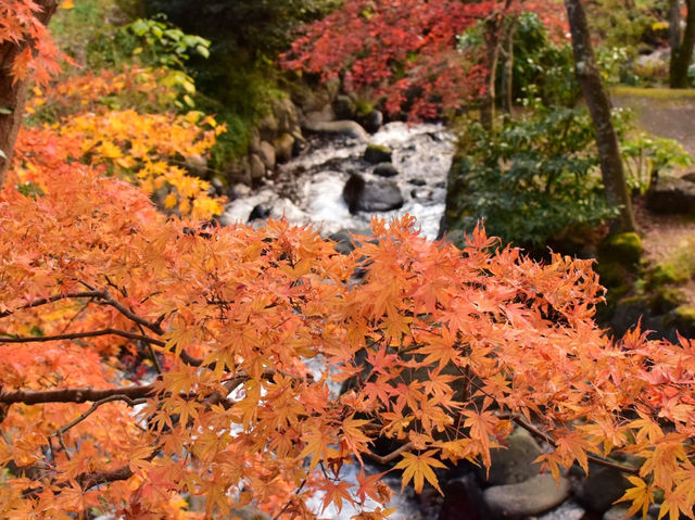 熱海梅園の紅葉
