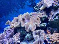 Cairns Aquarium