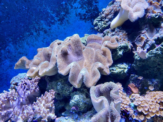 Cairns Aquarium