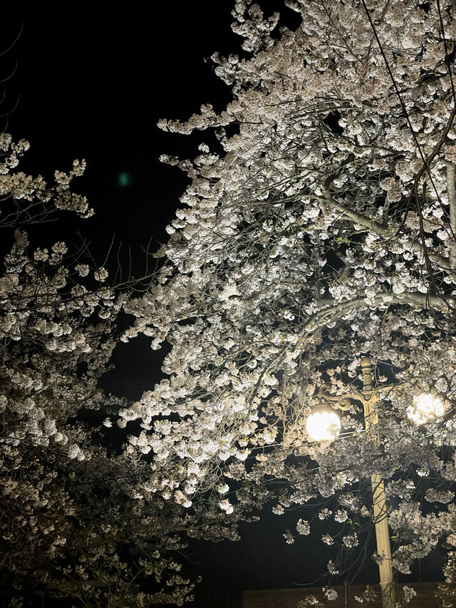 야간도 너무 예쁜 진해 군항제💗
