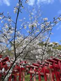 【福岡神社】日本一の大縄のある神社⛩光の道も有名なところです✨