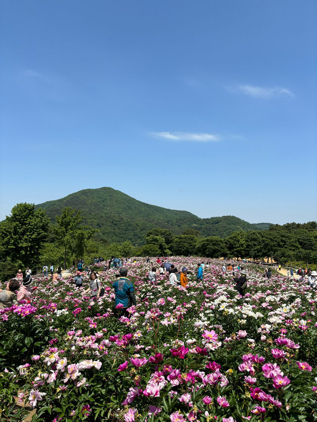따스한 봄 햇살을 맞으며 힐링할 수 있는 푸른수목원❤️