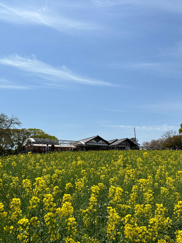 福岡後花園～終於見到油菜花田