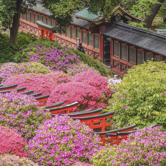 根津神社杜鵑花