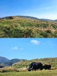 Beautiful Miscanthus in Yangmingshan
