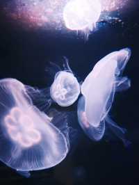 日本 ｜ 香川縣海濱絕景 四國水族館🐟