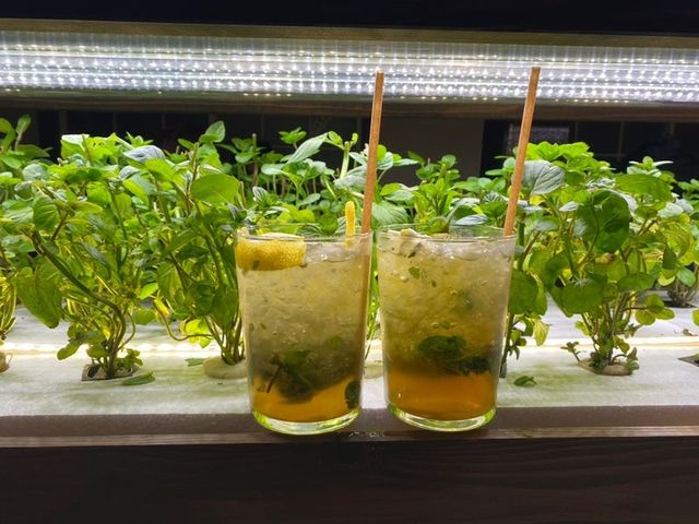 【福岡カフェバー】お店で栽培したミントを自分で摘める！楽しいカフェバー