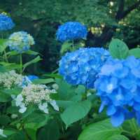【鎌倉】長谷寺のあじさい！人気の紫陽花路を散策