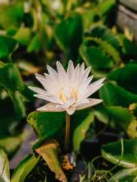 Kratom Intha