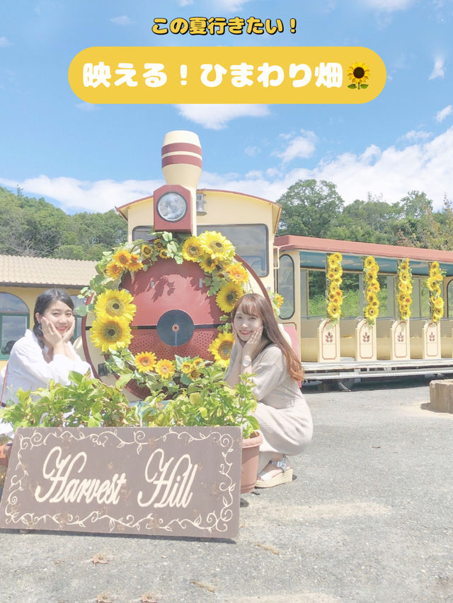この夏行きたい！ひまわり畑🌻