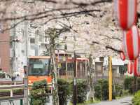 都電荒川線 - 櫻花下東京散策