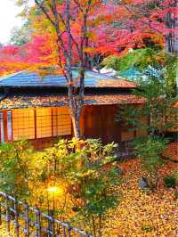 感動の紅葉が見れる🥺🍁香嵐渓🍁🥺