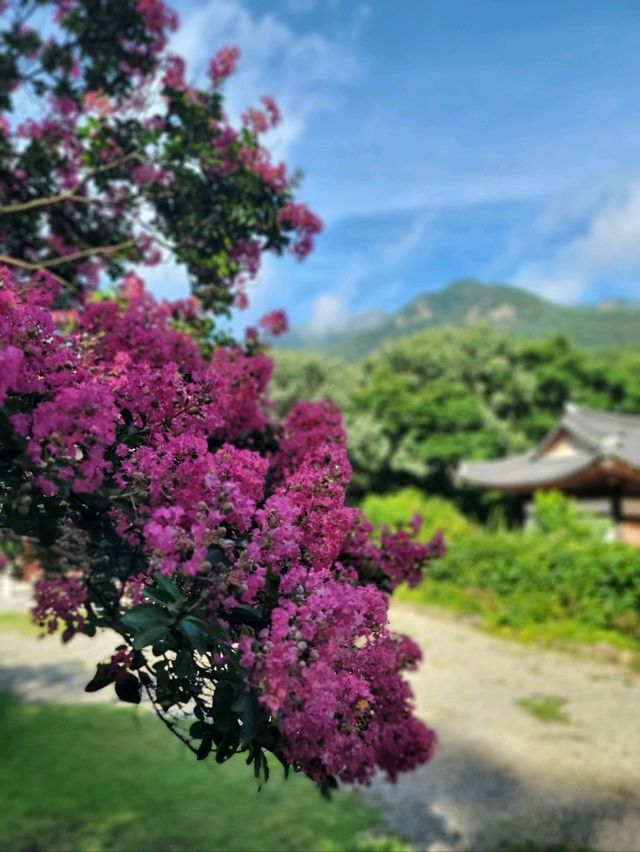 호랑이와 배롱나무가 있는 특별한 사찰🐯💗