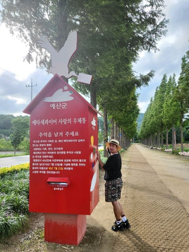 대형 우체통이 있는 덕산메타세콰이어길
