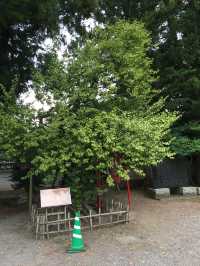 水戶弘道館鹿島神社：靜謐的神社與歷史建築的融合